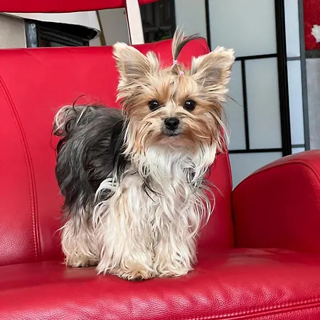 Diva Prywatny Z Balkonem Apartment *