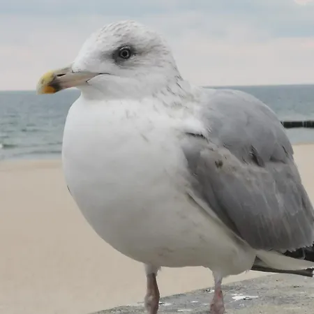 Diva Prywatny Z Balkonem Kolobrzeg