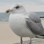 Diva Prywatny Z Balkonem Колобжег