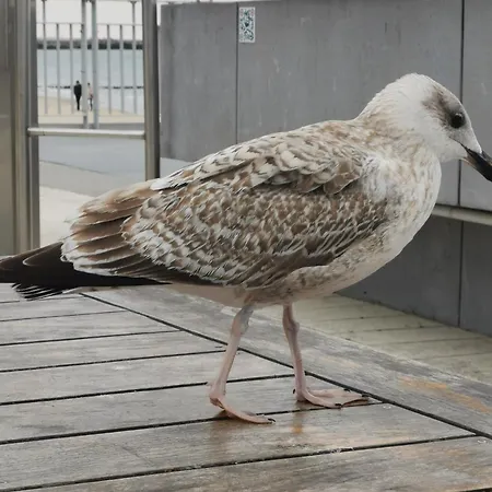 Diva Prywatny Z Balkonem Apartamento Kołobrzeg