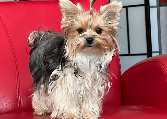 Diva Prywatny Z Balkonem Appartamento *