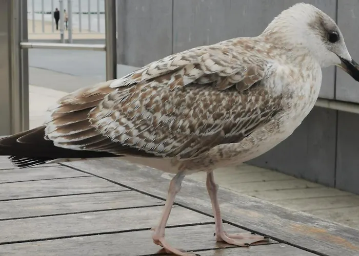 Diva Prywatny Z Balkonem Appartamento Kołobrzeg