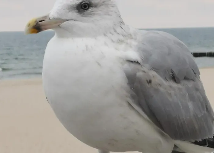 Diva Prywatny Z Balkonem Kołobrzeg